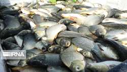 Iran aims to boost warm-water fish production amidst heat challenges