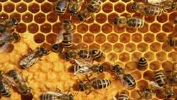 Iran honey exports experiencing rapid growth