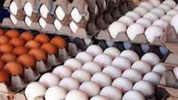  55,000 tons of eggs exported in 4 months