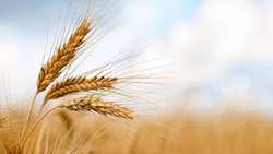 Iran strong wheat harvest boosts domestic supplies