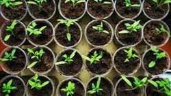 35m seedlings planted so far across Iran, official says