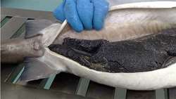   Iran to launch major sturgeon farm in Hamedan province 