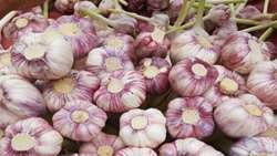 Iran exports nearly 50,000 tons of garlic to 32 countries in 2023 