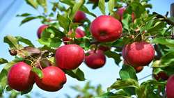 Iran produces 4m tons of apples annually 