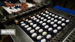 Egg exports soar to 130,000 tons