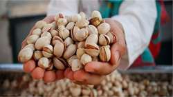 Iran pistachio exports to Europe surge in first quarter of 2024