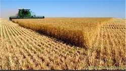 Wheat production expected to reach 14.5m tons this year: Report