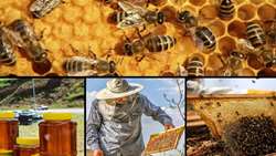 West Azarbaijan honey harvest to surge