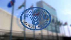 Iran, FAO foster innovation, technology to strengthen saffron industry