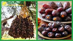 Iran claims top spot in global dates’ exports 