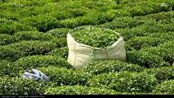 Iran exports 10,000 tons in 7 months 