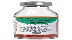 Iran Razi Institute unveils new vaccine for Bovine Theileriosis
