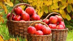 Iranian apple exports surge in first half of 2024