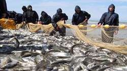 Iran fish production reaches new high as fishing season begins