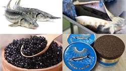 Caviar export up 61percent in six months