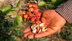  Iran pistachio production surges 15 percent