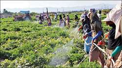 Iran Plant Protection Organization prioritizes safer pesticide alternatives