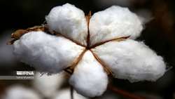 Iran achieves cotton seed self-sufficiency