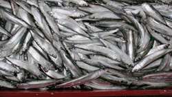 Caspian Sea anchovy catch tops 3,000 tons