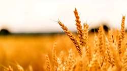 Iran celebrates wheat self-sufficiency with record production