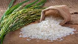 Annual rice output projected to reach 2.7m tons 