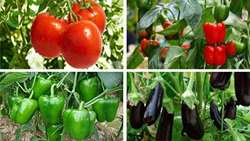 Iran greenhouse industry expected to blossom 