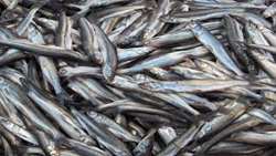  Iranian fishermen catch over 20,000 tons of Kilka fish  