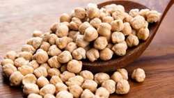  Iran Introduces 2 new chickpea varietie