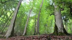 Iran registers 20 percent boost in forest, rangeland protection 