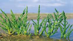Cultivation of Salicornia Plant underway in north of Iran 