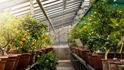 Iran, Spain working on joint venture on tropical fruit greenhouse