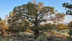 Ancient Junipers, Alamut Oaks set for restoration in Qazvin Province