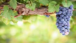 Takestan launches early grape harvest, eyes export growth
