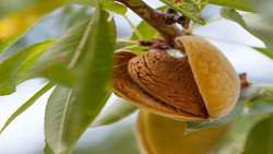 Mamra Almond yields hit 8 tons per hectare as exports to India expand
