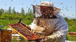 Beekeepers in Khorasan Razavi produce 55 tons of spring honey