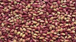 Damghan expected to harvest 36,000 tons of fresh pistachio