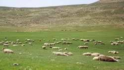 Iran adds 2m hectares to rangeland management plans