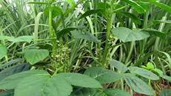 Iran launches Guar crop farming in South Khorasan to combat water shortages