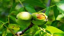 Iran adopts climate-resilient orchard cropping patterns amid water scarcity
