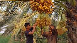 Fars Province exporting dates to neighboring countries