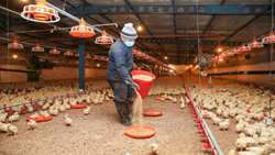 Date palm leaves introduced as cost-saving broiler litter 