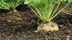 Lorestan province registers rise sugar beet harvest 