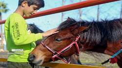 Gilan hosts 20th National Caspian Horse Beauty Festival