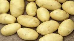 Ilam province cultivating potato seeds using mini-tubers, official says 