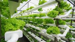 Hydroponic revolution amid water scarcity