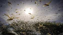 Regional, Intl cooperation crucial to combat desert locusts: Deputy minister 