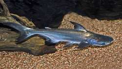 Iran Pangasius exports to Iraq underway, official says 