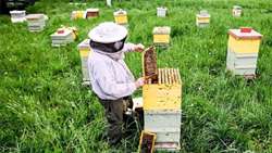 Modern beekeeping boosts honey production in Chaharmahal-Bakhtiari