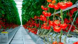 Bushehr province expects to produce 650,000 tons of tomato 