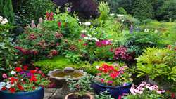 40m ornamental flowers, plants are produced in north of Iran each year: Official 